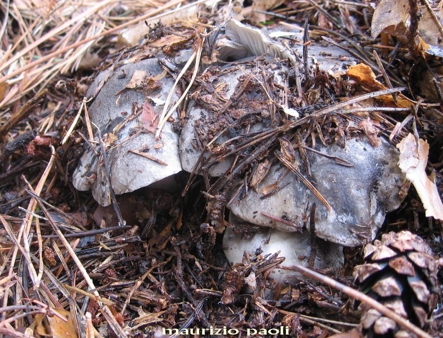 Ci siamo quasi.....(Hygrophorus marzuolus)